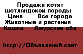 Продажа котят шотландской породы › Цена ­ - - Все города Животные и растения » Кошки   . Амурская обл.